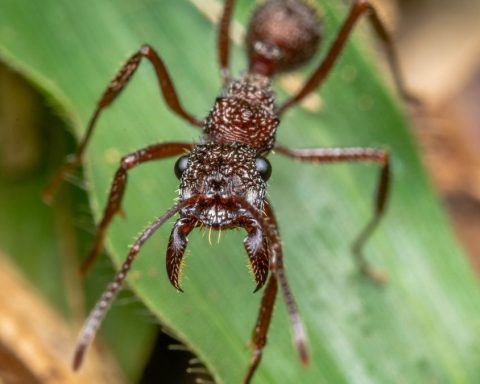 Укус-южноамериканского-муравья-пули-назвали-самым-болезненным-в-мире