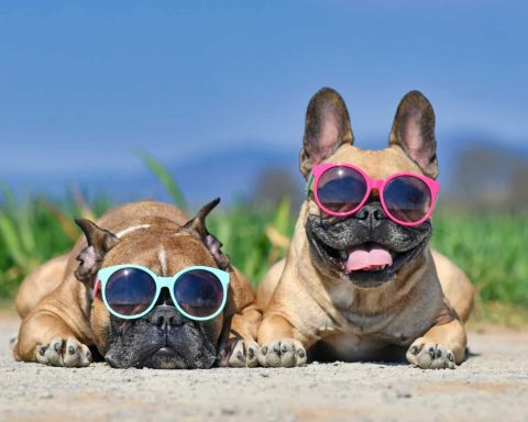 Поддержание-водного-баланса-и-не-только:-как-обеспечить-собаке-безопасность-в-сильную-жару