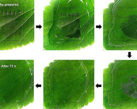 Ученые-создали-память,-растворяющуюся-в воде-и не оставляющую-отходов