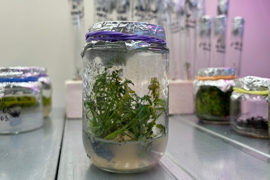 Российские-ученые-впервые-клонировали-редкое-краснокнижное-растение