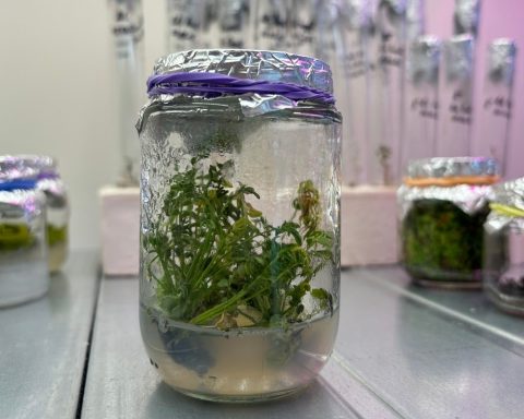 Российские-ученые-впервые-клонировали-редкое-краснокнижное-растение