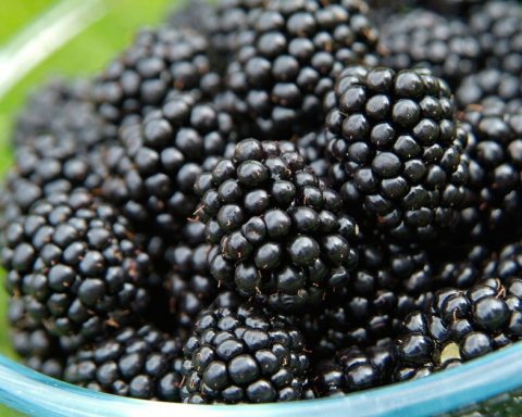 Ежевика-и-не-только:-в-каких-продуктах-антиоксидантов-больше,-чем-в-зелёном-чае