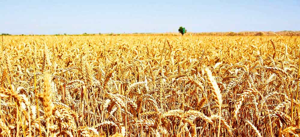 bugday 23 THE ASHGABAT TIMES