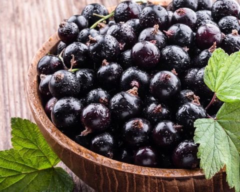 Поддержание-иммунитета-и-другие-преимущества-для-здоровья-чёрной-смородины