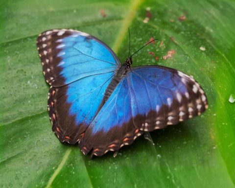 Эксперт-объяснил,-почему-в-природе-редко-встречаются-синие-животные-и-растения