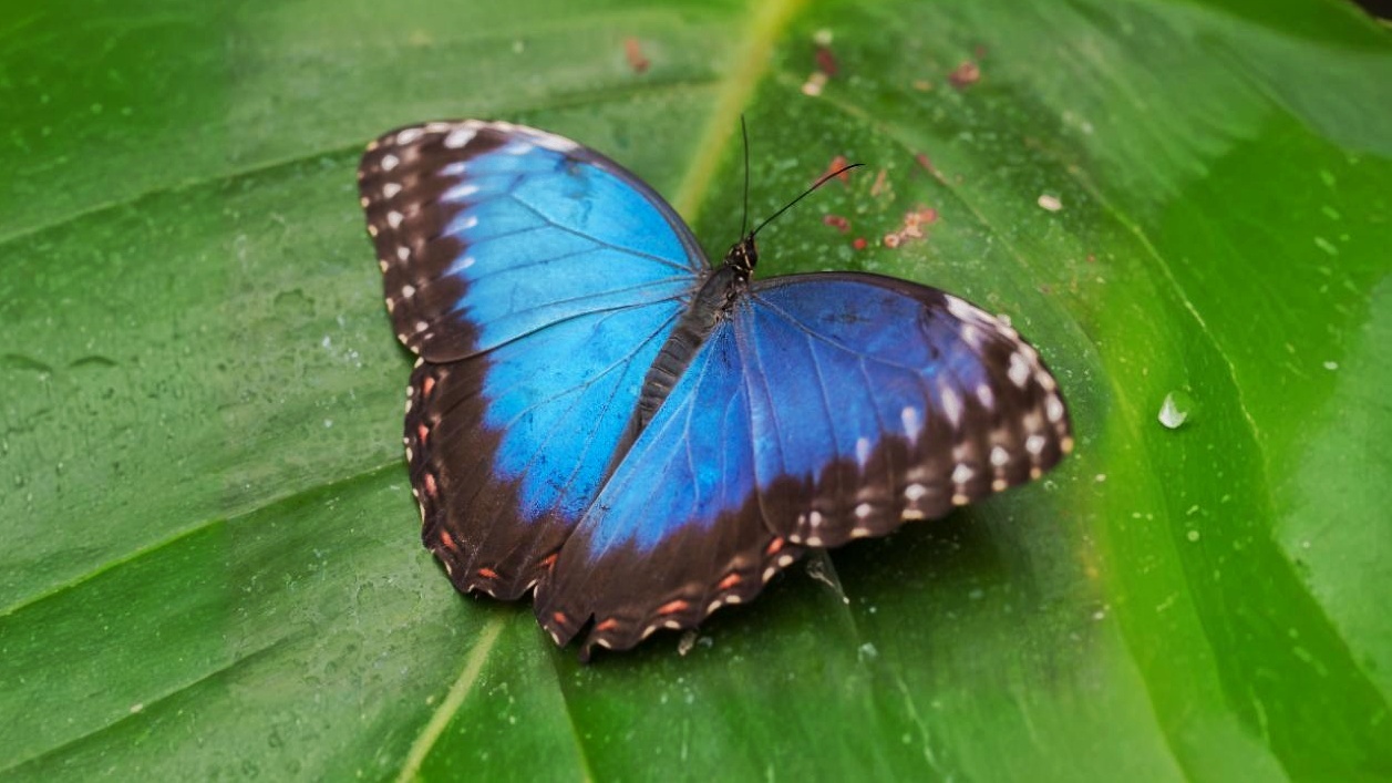 Эксперт-объяснил,-почему-в-природе-редко-встречаются-синие-животные-и-растения