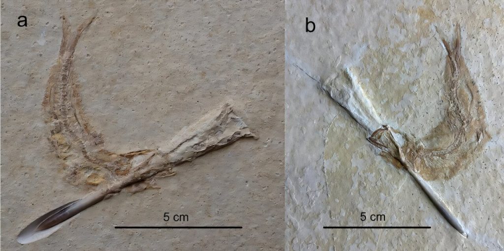 Юрские-рыбы-умирали,-давившись-древними-кальмарами