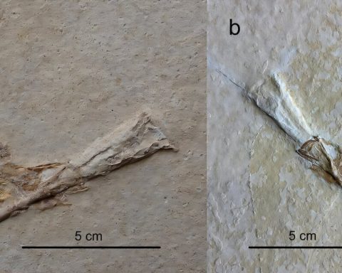 Юрские-рыбы-умирали,-давившись-древними-кальмарами