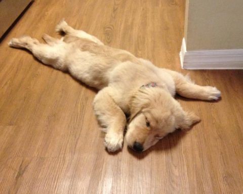 Расслабленность-или-настороженность:-о-чём-говорят-позы-сна-собак-и-кошек