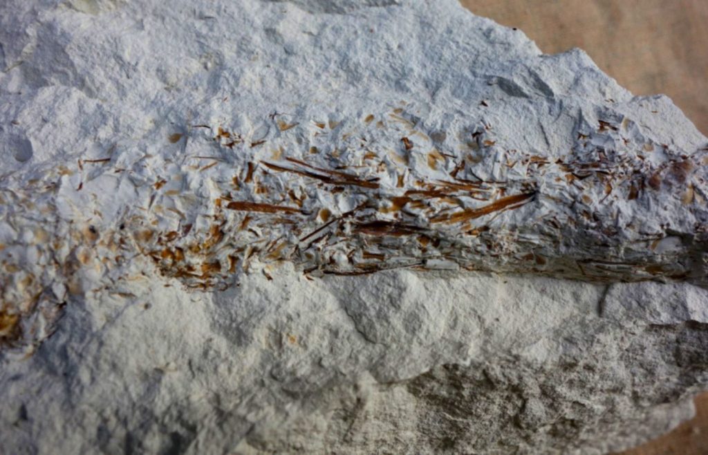 Учёные-из России-впервые-описали-норы-хищных-морских-червей,-атакующих-из засады