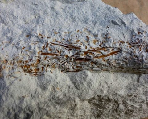 Учёные-из России-впервые-описали-норы-хищных-морских-червей,-атакующих-из засады