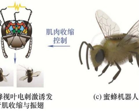 В-Китае-представили-пчелу-киборга-с-дистанционным-управлением