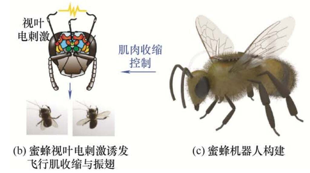 В-Китае-представили-пчелу-киборга-с-дистанционным-управлением