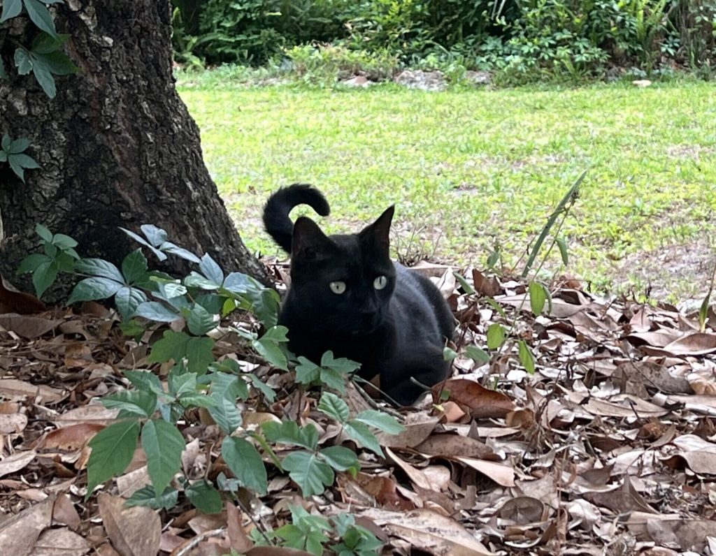 Кот-учёного-снова-стал-соавтором-открытия-новый-вирус