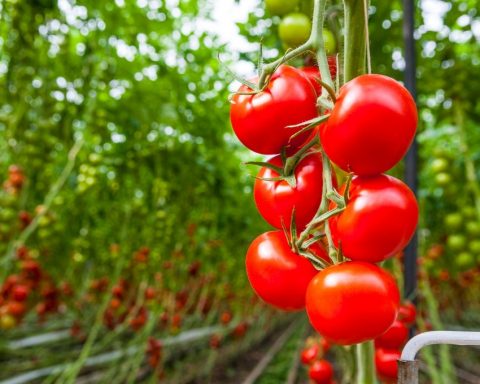 tomatoes-and-other-products-that-need-to-eat-in-july-the-most-useful-for-the-heart