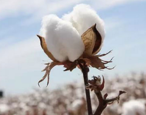 В-Ашхабаде-на-заседании-Кабинета-Министров-обсудили-текущие-аграрные-работы