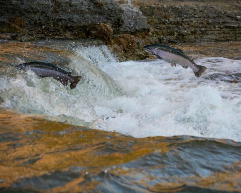 На-Камчатке-в-озере-Паланское-учёные-обнаружили-несколько-видов-лососёвых