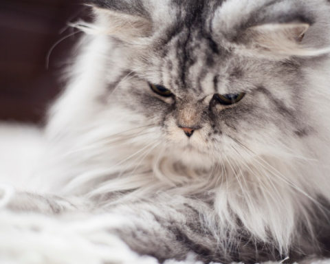 disorientation-in-space-and-not-only:-the-symptoms-of-dementia-in-cats-are-named