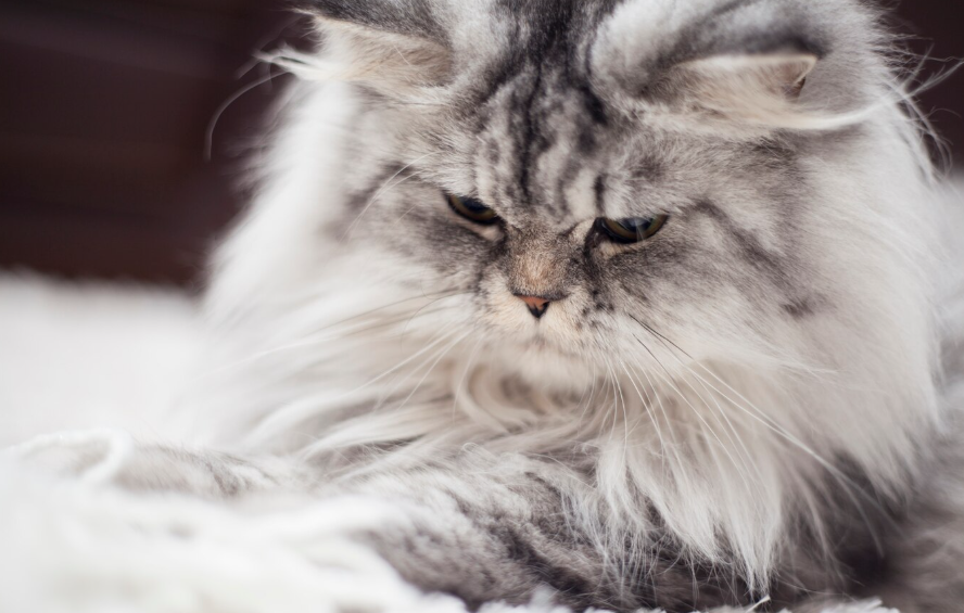 disorientation-in-space-and-not-only:-the-symptoms-of-dementia-in-cats-are-named