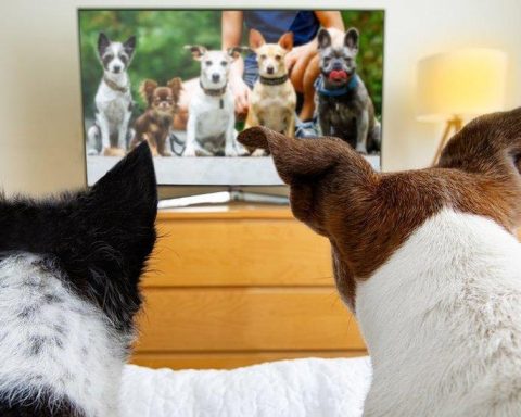 Учёные-выяснили,-что-любимые-ТВ-программы-собак-связаны-с-их-темпераментом
