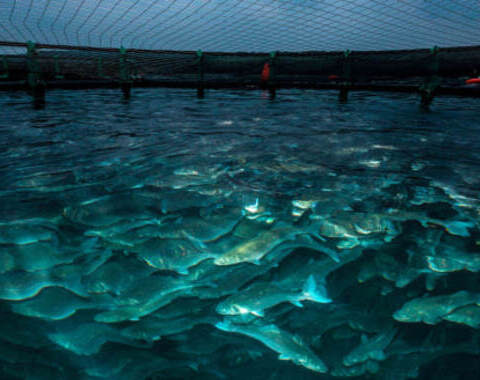 ФАО-оказывает-содействие-развитию-аквакультуры-в-Туркменистане