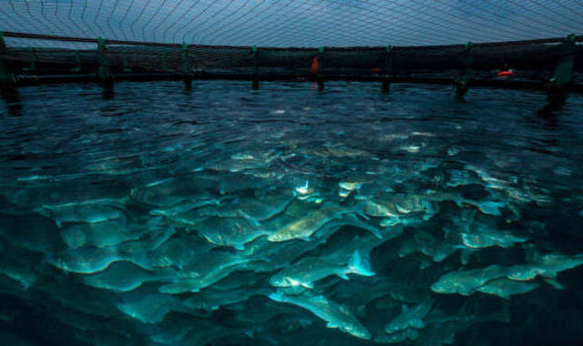 ФАО-оказывает-содействие-развитию-аквакультуры-в-Туркменистане