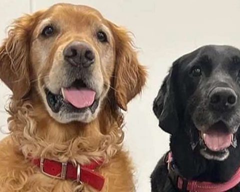 Учёные-обнаружили,-что-собаки-могут-учуять-болезнь-Паркинсона