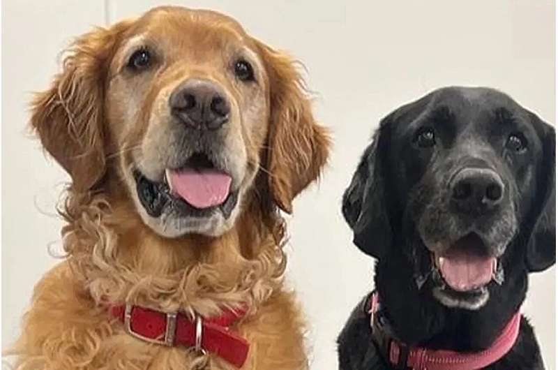 Учёные-обнаружили,-что-собаки-могут-учуять-болезнь-Паркинсона