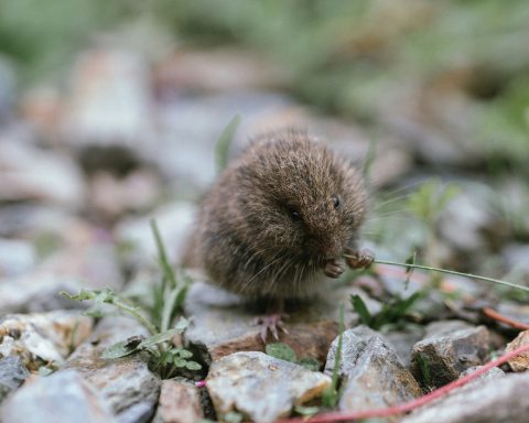 wasteen-are-immune-to-toxoplasmosis,-russian-scientists-found-out