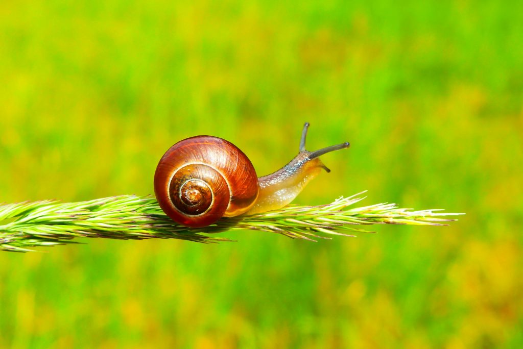 scientists-of-the-russian-federation-proposed-using-snails-to-evaluate-the-cleanliness-of-rivers