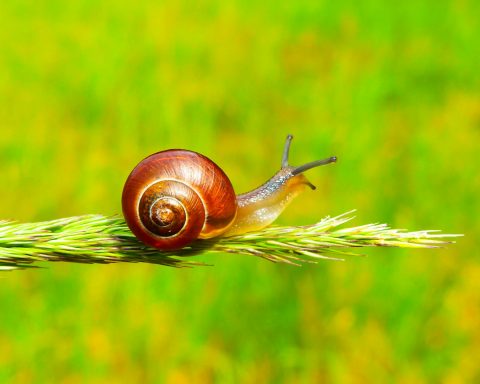 scientists-of-the-russian-federation-proposed-using-snails-to-evaluate-the-cleanliness-of-rivers