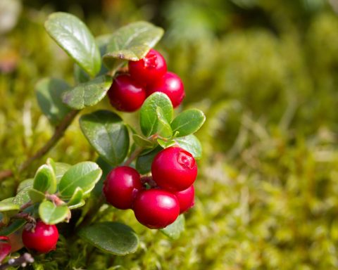 В РФ-нашли-безвредный-способ-извлечения-полезных-веществ-из листьев-брусники