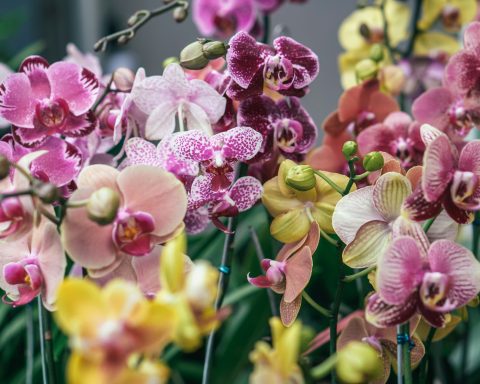 red-book-orchids-bloomed-in-the-“losin-island”