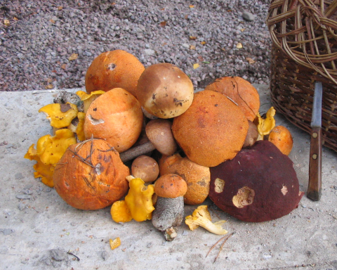 Эксперт-рассказал,-почему-за-грибами-нужно-ходить-рано-утром