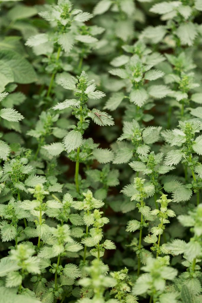 Врач-рассказал-о-простых-правилах-защиты-от-аллергии-на-сорные-травы