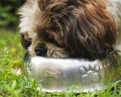 scientists-have-discovered-a-connection-between-the-breed-of-dogs,-the-environment-and-obesity