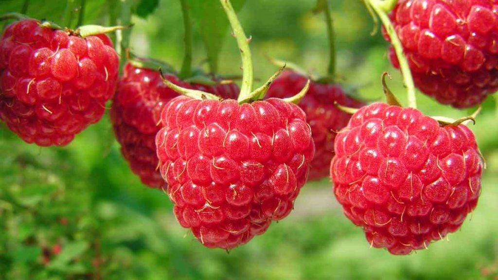 raspberry-was-called-the-best-berry-for-the-health-of-the-intestines