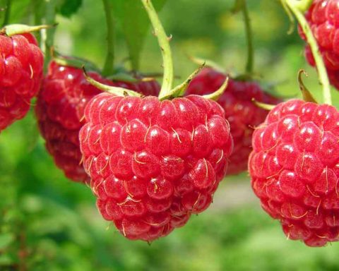 raspberry-was-called-the-best-berry-for-the-health-of-the-intestines