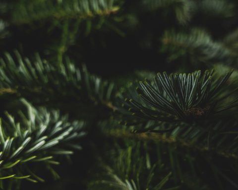 the-pine-was-recognized-as-the-best-carbon-absoriator-in-the-urals