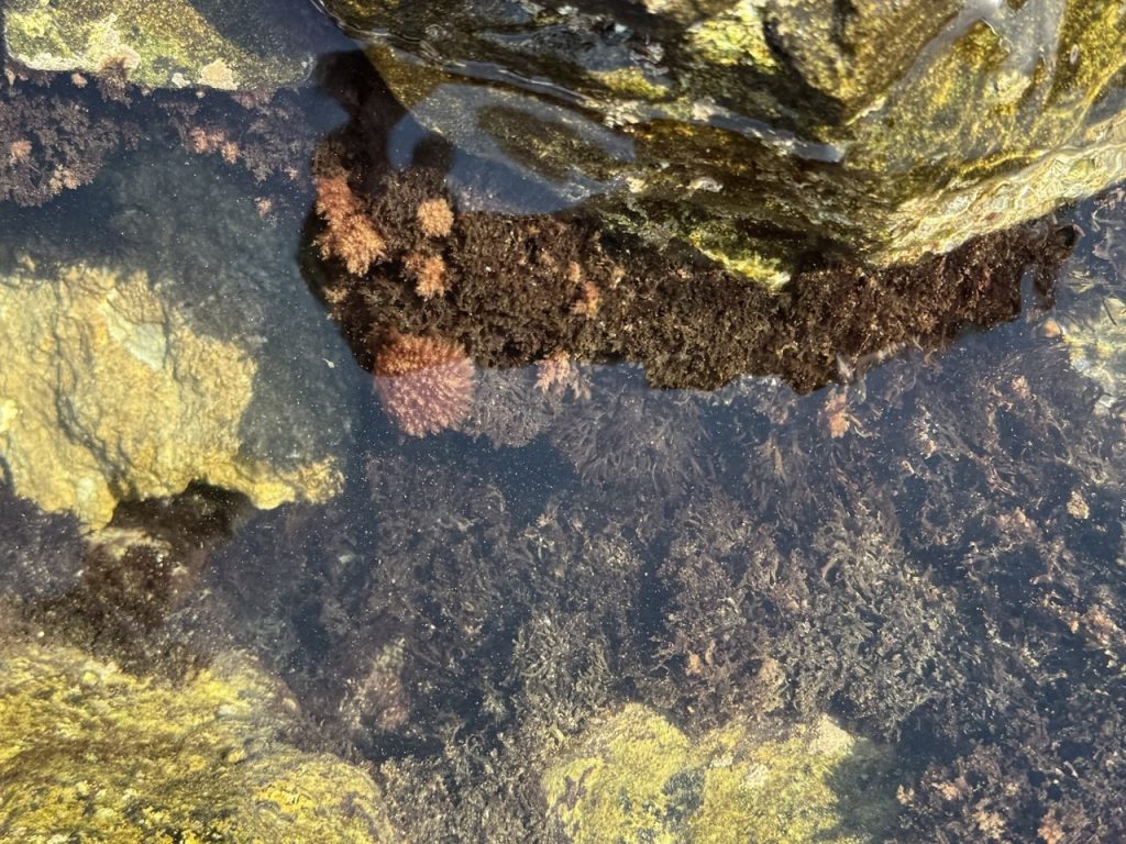 in-the-sea-near-anapa,-the-content-of-oil-products-decreased-2-times