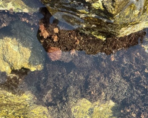 in-the-sea-near-anapa,-the-content-of-oil-products-decreased-2-times