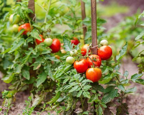 Помидоры-и-другие-продукты,-которые-улучшат-состояние-вашей-кожи-с-возрастом