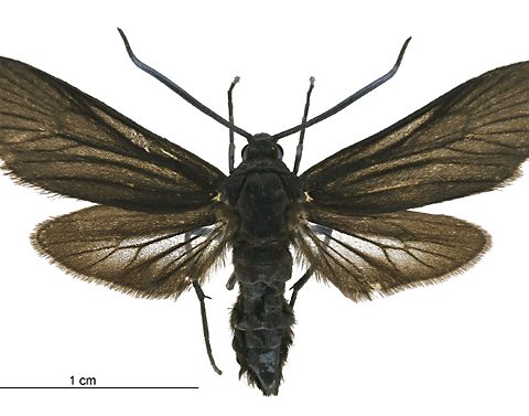 in-crimea,-a-bio-chemist-deciphered-a-pero-pest-pheromone