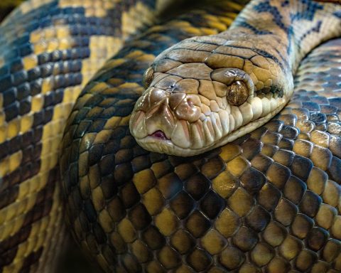 russian-scientists-have-created-a-new-way-to-neutralize-snake-poisons
