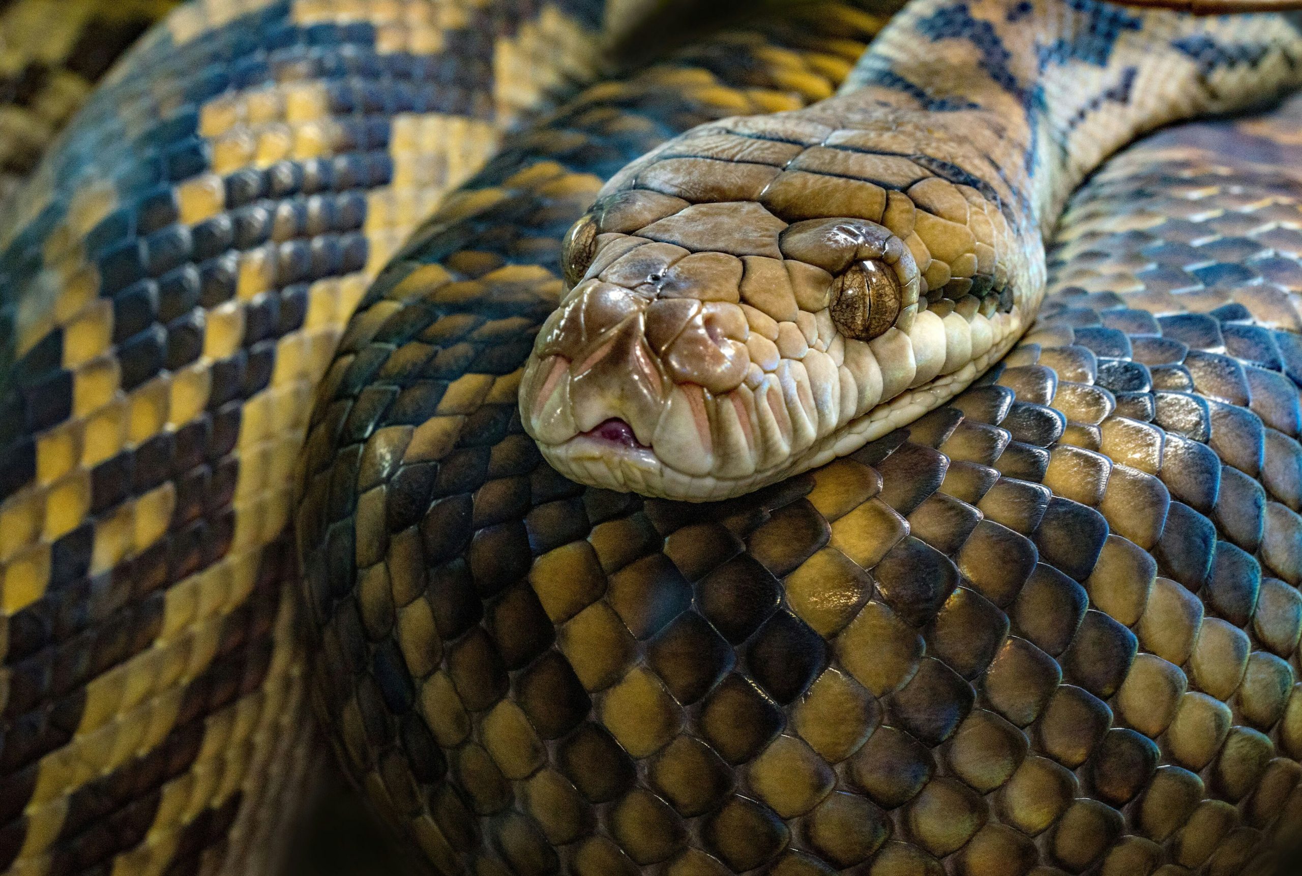 russian-scientists-have-created-a-new-way-to-neutralize-snake-poisons