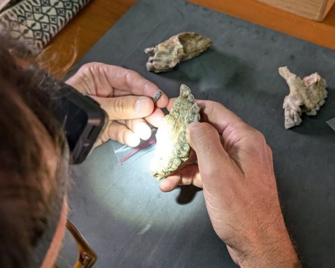 Найдены-останки-неизвестного-ранее-родственника-человека