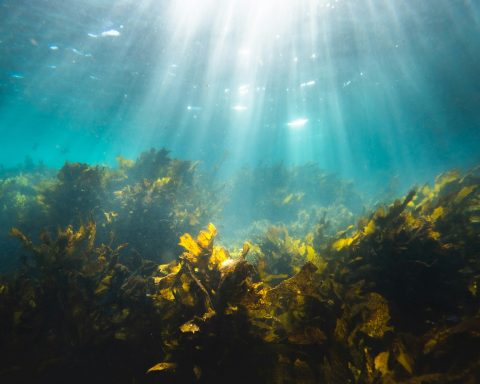 in-russia,-they-will-create-a-system-of-monitoring-toxic-algae