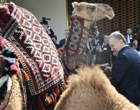Герой-Аркадаг-преподнёс-Президенту-Узбекистана-верблюдицу-с-верблюжонком