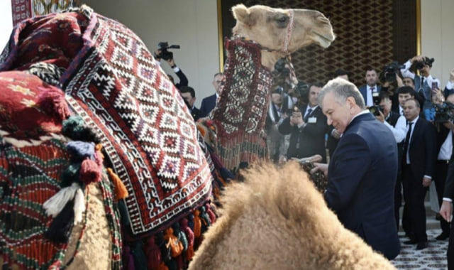 Герой-Аркадаг-преподнёс-Президенту-Узбекистана-верблюдицу-с-верблюжонком