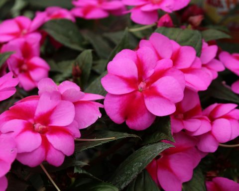 chinese-robot-was-created-with-an-eye-on-plants